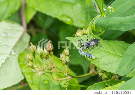 イモムシを捕食するシマサシガメ幼虫 126180585