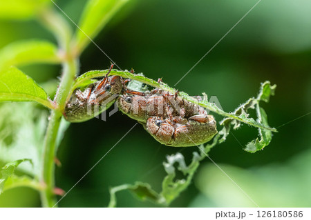 交尾するコイチャコガネ 126180586