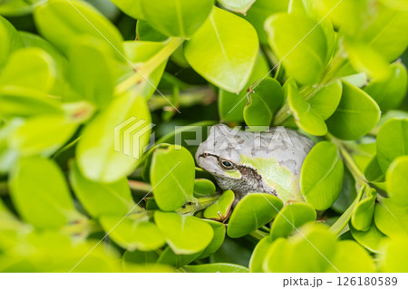 ニホンアマガエル ニホンアマガエル 126180589