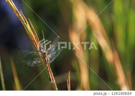 秋の野の葉に止まる　アキアカネ 126180684