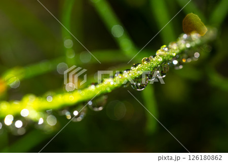Water drops on a plant , in the garden Water drops on a plant , in the garden 126180862