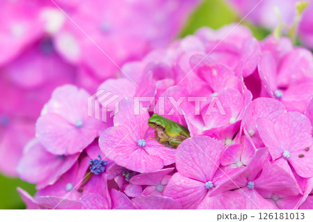 アジサイとカエル（大分県豊後高田市） 126181013