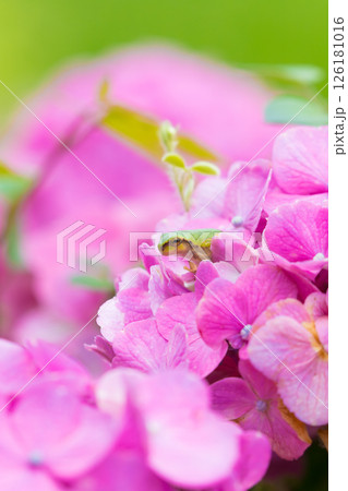 アジサイとカエル（大分県豊後高田市） 126181016