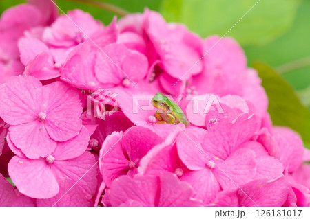 アジサイとカエル（大分県豊後高田市） 126181017