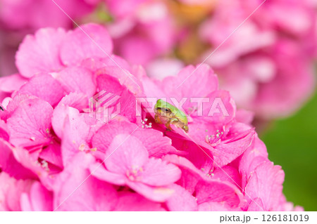 アジサイとカエル(大分県豊後高田市) アジサイとカエル(大分県豊後高田市) 126181019