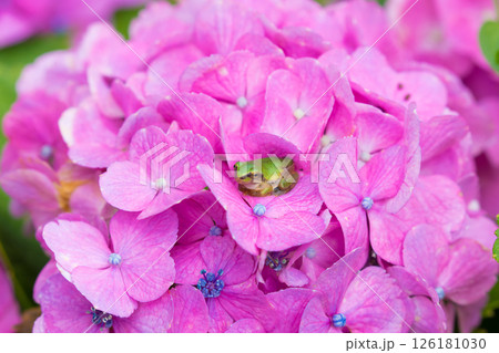 アジサイとカエル（大分県豊後高田市） 126181030