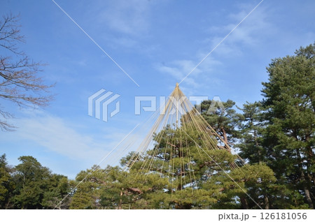 雪吊り(兼六園/石川県金沢市兼六町) 雪吊り(兼六園/石川県金沢市兼六町) 126181056