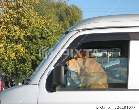 車中にゴールデンレトリバー(2012.11.18) 買い物をしている ご主人をじっと待っている 車中にゴールデンレトリバー(2012.11.18) 買い物をしている ご主人をじっと待っている 126181077