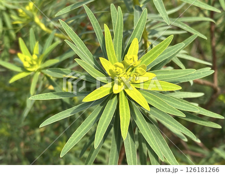 Mediterranean spurge or Albanian spurge (lat.- Euphorbia characias) 126181266