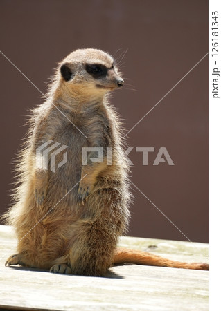 ミーアキャット ミーアキャット 126181343