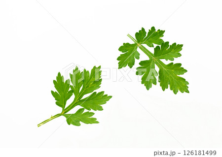 　蓬の葉　白バック 126181499