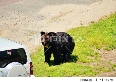 エゾヒグマ 126181576