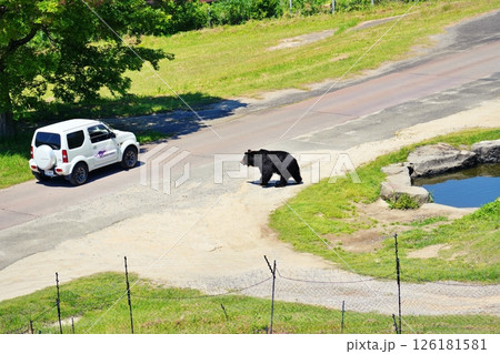 サファリパークのエゾヒグマ サファリパークのエゾヒグマ 126181581