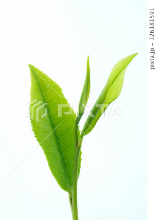 　茶葉　白バック 126181591