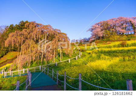 朝の陽ざしを浴びる三春滝桜 朝の陽ざしを浴びる三春滝桜 126181662