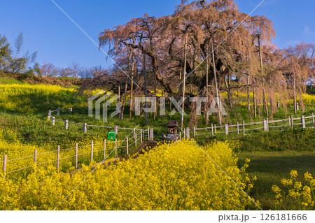 三春の滝桜 126181666