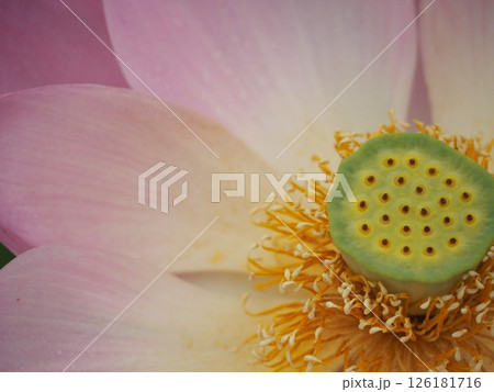 ピンクのハスの花　アップ 126181716