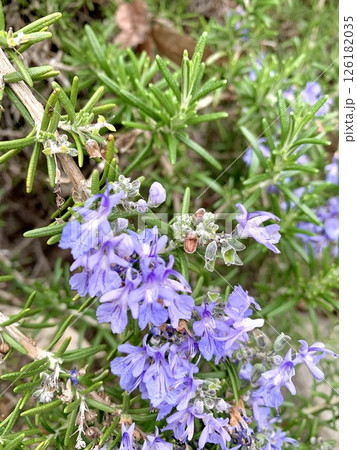 すみれ色の花 126182035