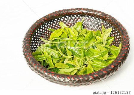 初夏に芽吹いて初摘みされた茶葉の新芽 初夏に芽吹いて初摘みされた茶葉の新芽 126182157
