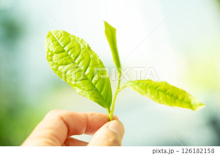 初夏に芽吹いて初摘みされた茶葉の新芽 初夏に芽吹いて初摘みされた茶葉の新芽 126182158
