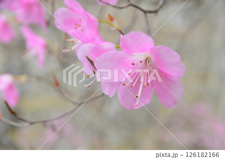 満開のアカヤシオ（篭山･鳥居峠／群馬県前橋市） 126182166