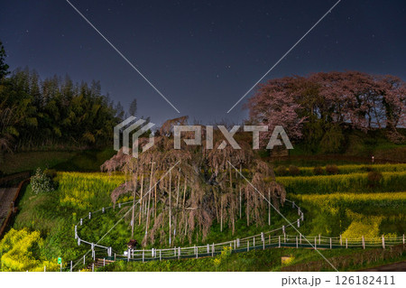 夜の星に照らされる千年桜 126182411