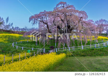 菜の花畑に咲く千年桜 126182413