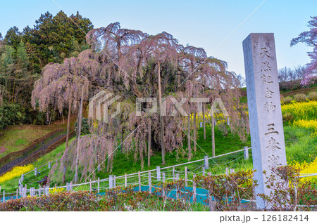 三春の滝桜 126182414