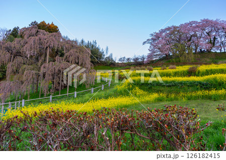 菜の花と桜のある風景 菜の花と桜のある風景 126182415