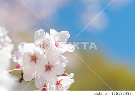 麗らかな春の光を浴びる満開の桜 126182458