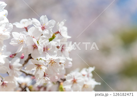 麗らかな春の光を浴びる満開の桜 126182471