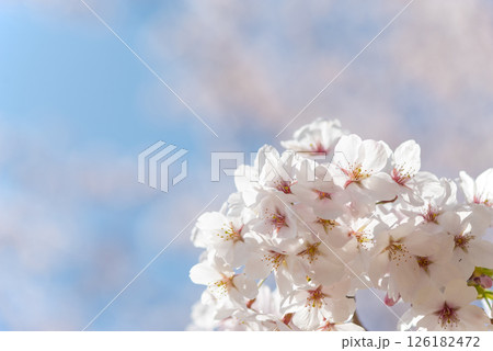麗らかな春の光を浴びる満開の桜 126182472
