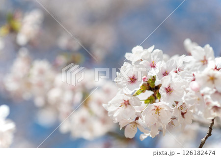 麗らかな春の光を浴びる満開の桜 126182474