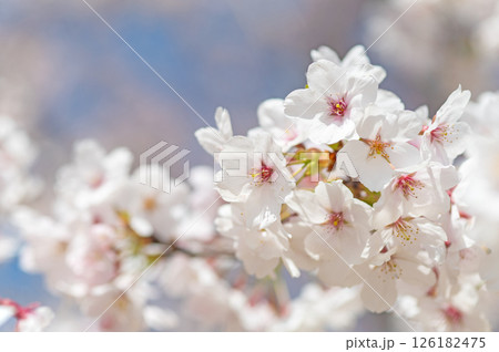 麗らかな春の光を浴びる満開の桜 126182475