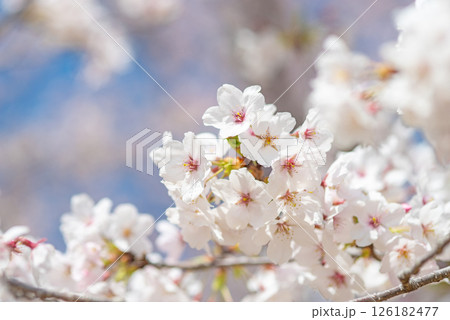 麗らかな春の光を浴びる満開の桜 126182477