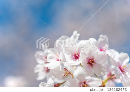 麗らかな春の光を浴びる満開の桜 126182478