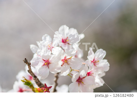 麗らかな春の光を浴びる満開の桜 126182480
