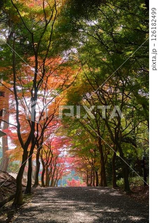 紅葉に囲まれた秋の小径 紅葉に囲まれた秋の小径 126182499