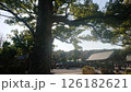 神社の境内にある大木 126182621