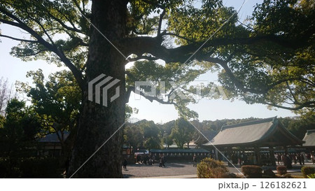 神社の境内にある大木 神社の境内にある大木 126182621