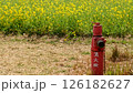 菜の花畑と消火栓 126182627