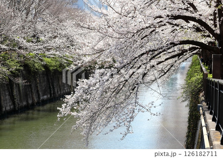 東京都市風景 目黒川の桜 東京都市風景 目黒川の桜 126182711