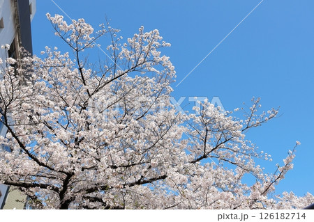 東京都市風景 目黒川の桜 東京都市風景 目黒川の桜 126182714