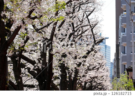 東京都市風景 目黒川の桜 東京都市風景 目黒川の桜 126182715