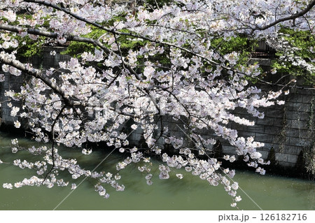 東京都市風景　目黒川の桜 126182716