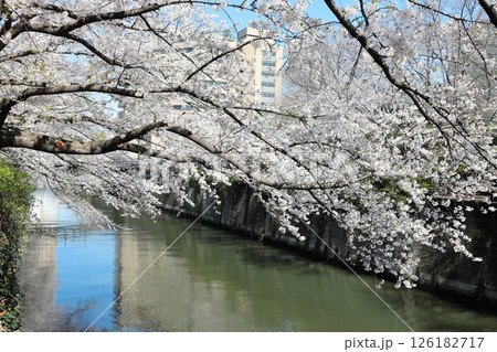 東京都市風景 目黒川の桜 東京都市風景 目黒川の桜 126182717