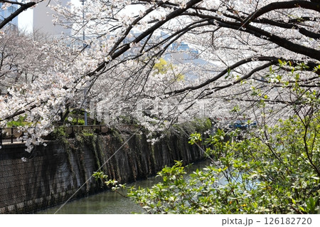 東京都市風景　目黒川の桜 126182720