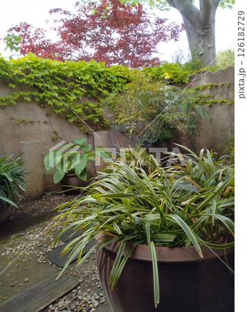 緑の葉が生い茂る庭 126182729