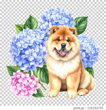 アジサイの花とチャウチャウの挿絵イラスト3／チラシやポスター用素材 126182741