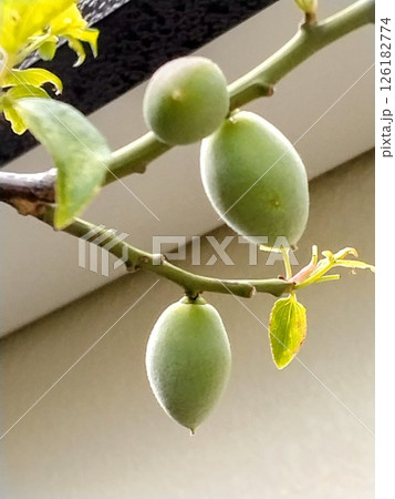 梅の実　青梅 126182774
